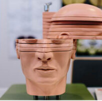 Foto von einem anatomischen Modell des menschlichen Kopfes